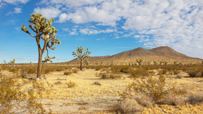 Joshua Trees at Saddleback Butte State Park, Mojave Desert, California