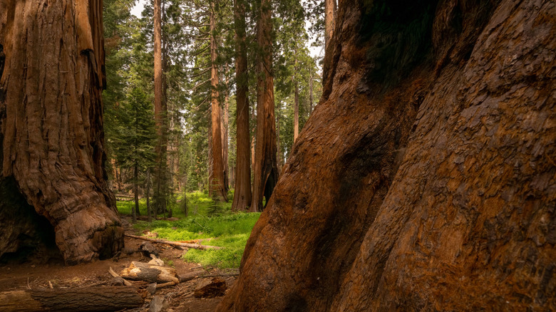 Bulbous Base Of Giant Sequoia Tree in Sequoia National Park, California