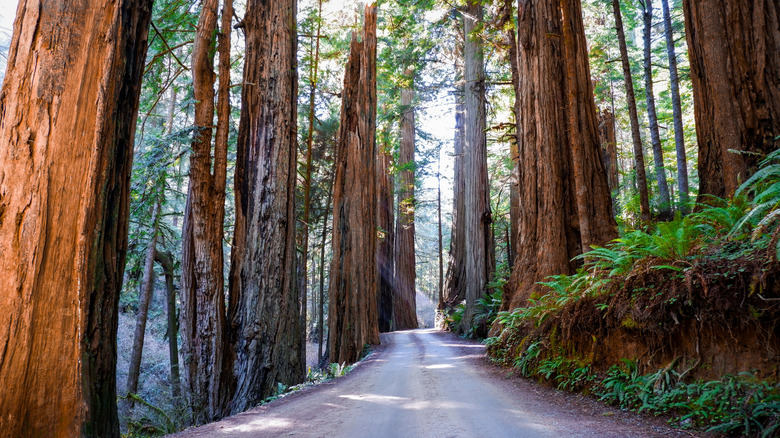 Sunbeams shine through the massive redwoods in Jedediah Smith Redwoods State Park