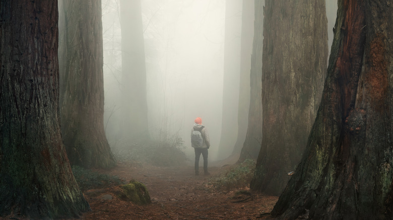 Hiking in awe under huge redwood trees with lots of atmosphere and fog