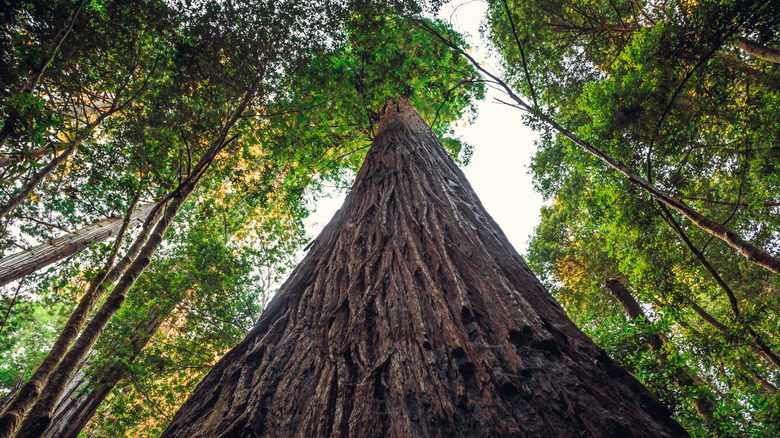 Hyperion is currently the tallest tree in the world
