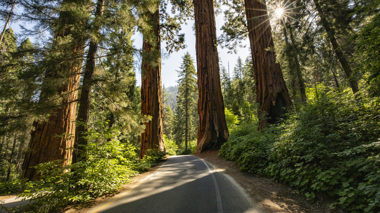 Road in between redwood trees in Redwood National and State Parks