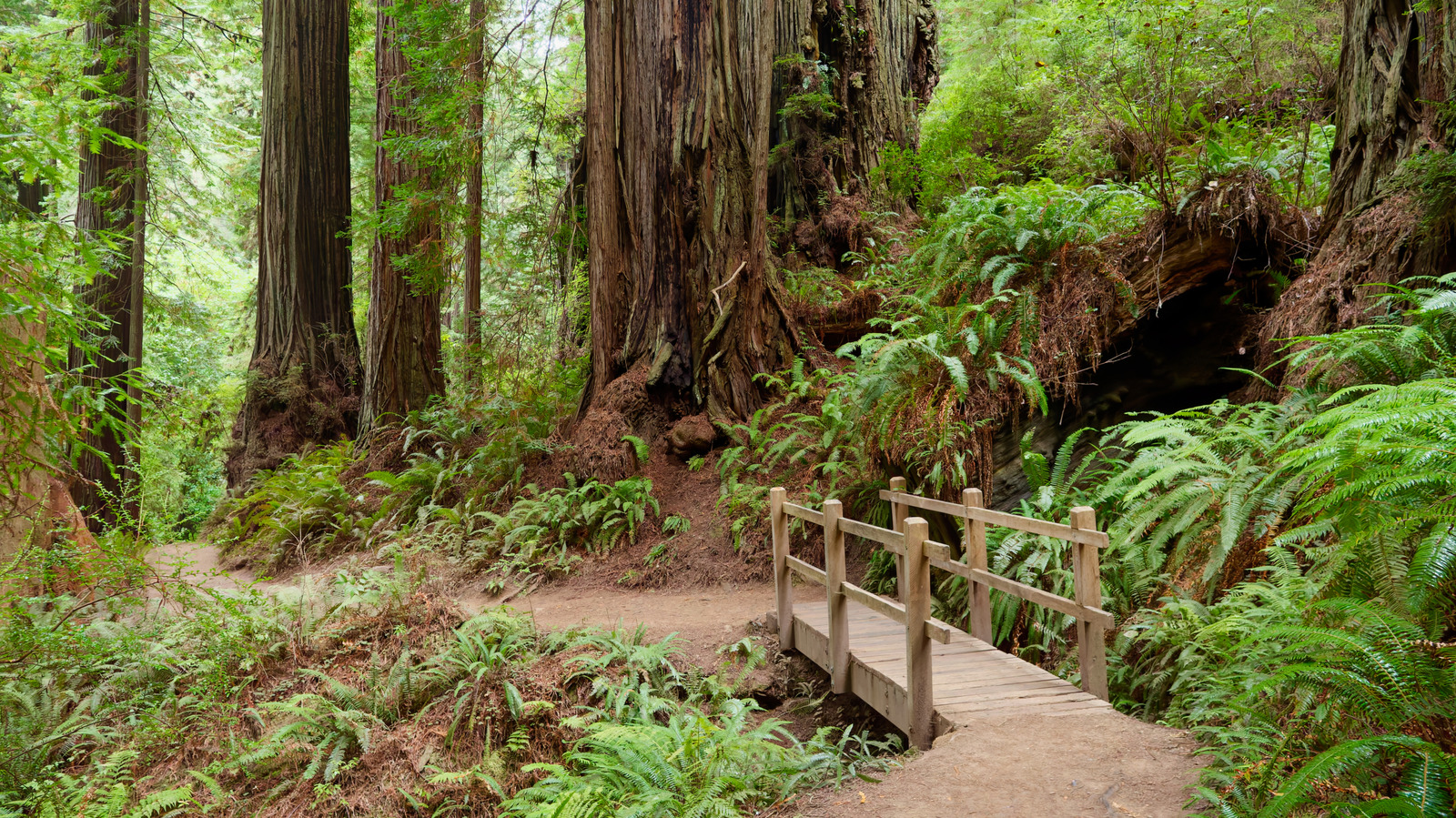 9 Tips From Park Rangers For Enjoying Redwood National And State Parks