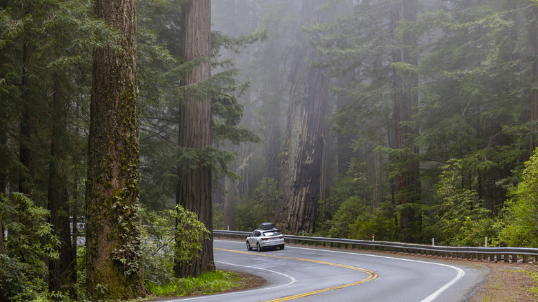 A car rounds a corner on highway 101 through the Del Norte Coast Redwoods State Park, Northern California