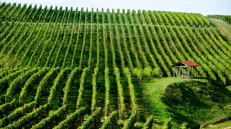 Wine vineyard in Moldova