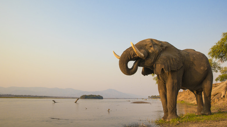 Elephant drinking from Zambezi River in Zimbabwe