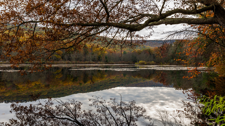 The calm surface of Laurel Lake reflects the surrounding fall foliage in Pine Grove Forest State Park
