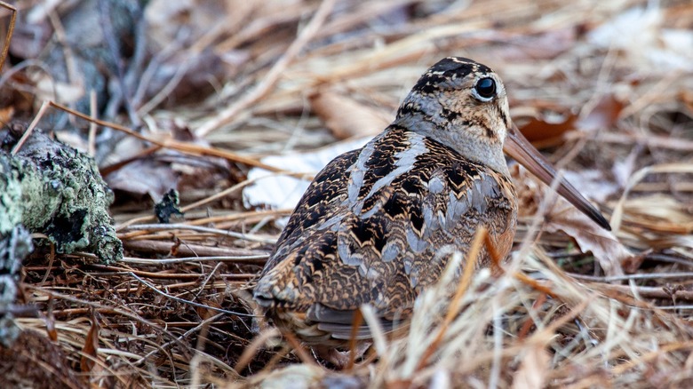 American Woodcock in the underbrush