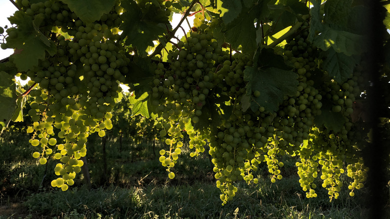 Lush vineyard with ripe grapes hanging from green branches near Esposende