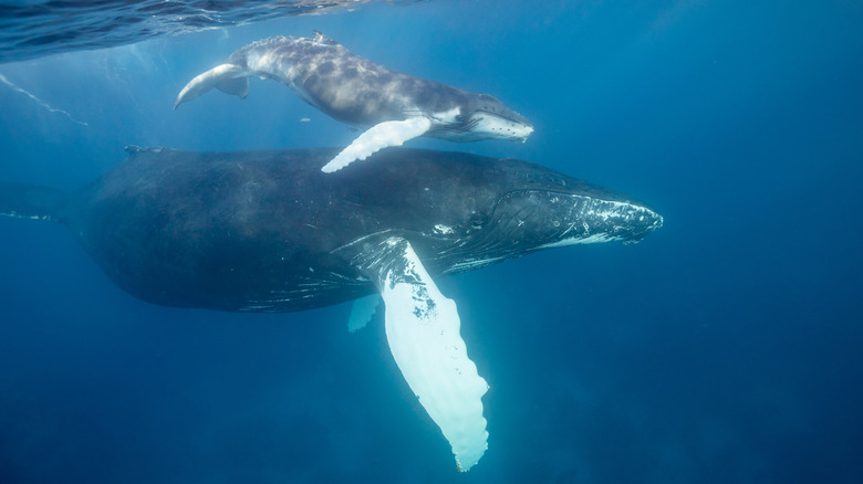 Humpback whale with calf swimming in waters of Dominican Republic