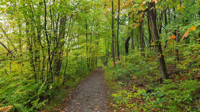 Empty trail in an Indiana Dunes park