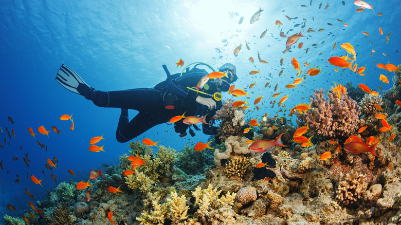Scuba diver with fish