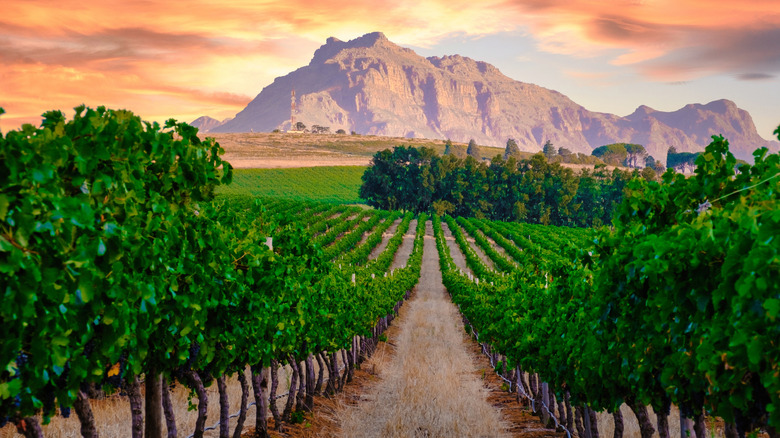 Vineyards in front of mountains in South Africa at dusk