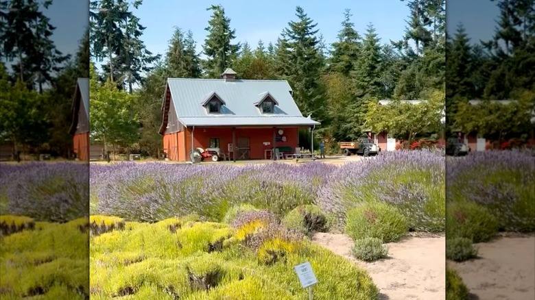 Red farmhouse in front of lavender fields at Wilderbee Farm