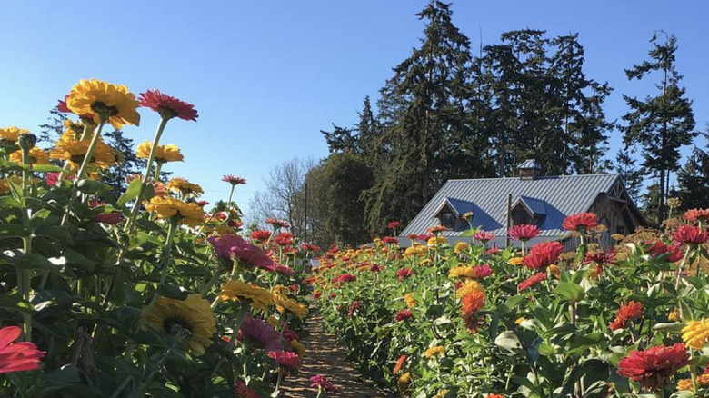 Colorful, ready-to-cut zinnias in front of a barn house.