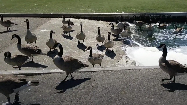 Many Canada Geese in a Foster City public park