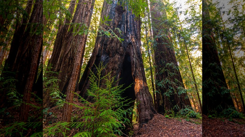 Trunk of a redwood in Big Basin