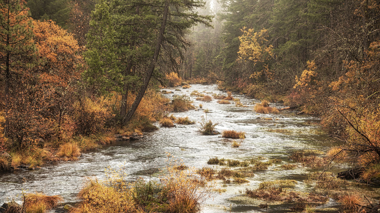 Burney Creek at McArthur-Burney Falls Memorial State Park in California