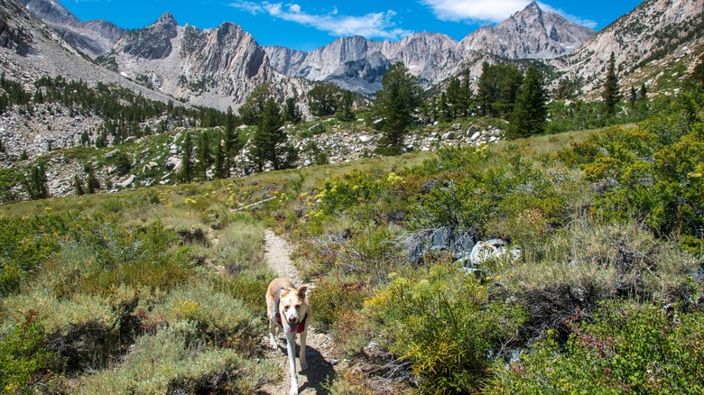 A dog on a trail approaching the Sierra Nevada from Bishop Creek Canyon
