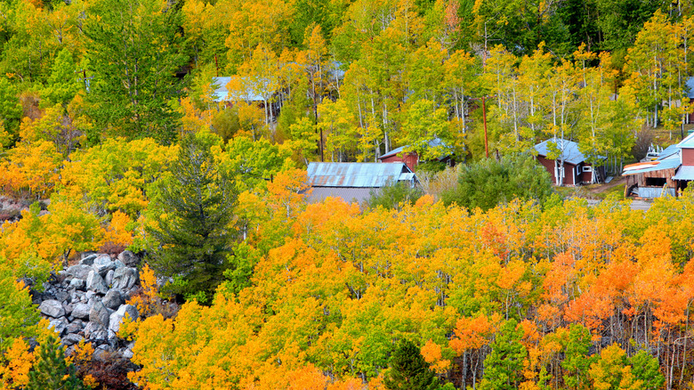 Huts in the woods in the Bishop Creek Canyon