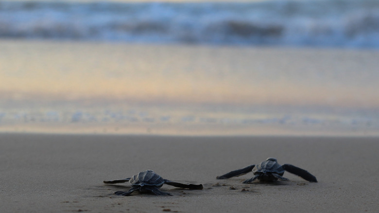 Baby leatherback turtles crawl towards the sea