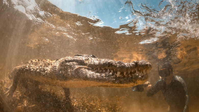 Snorkeler face to face with a crocodile at Banco Chincorro