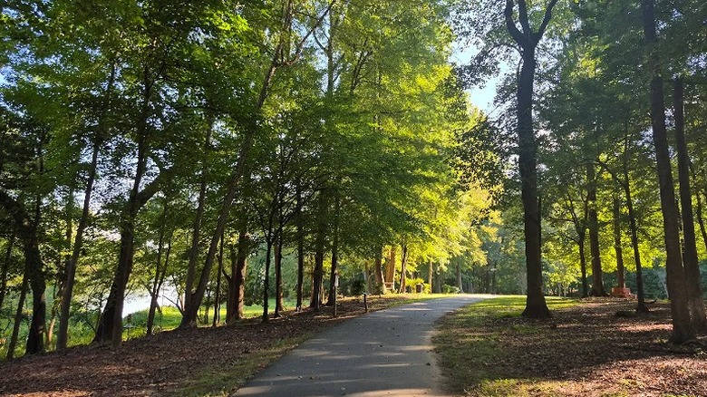 A tree-lined pathway with dappled sunlight in Tuckaseege Park.