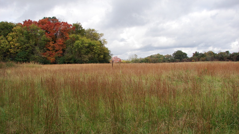 Ingomar Mounds landscape in the fall