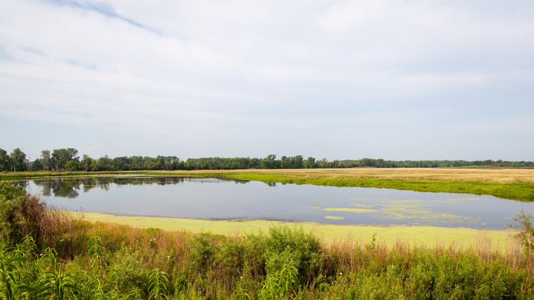 A pond, grasses, and trees in the Carl & Myrna Nygren Wetland Preserve