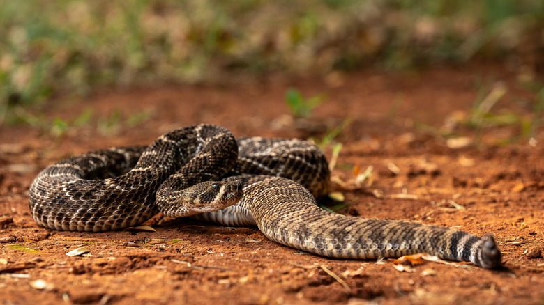 Rattlesnake slithering on the ground