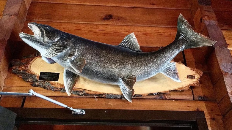 A fish mounted to a wall at Dalton Trail Lodge