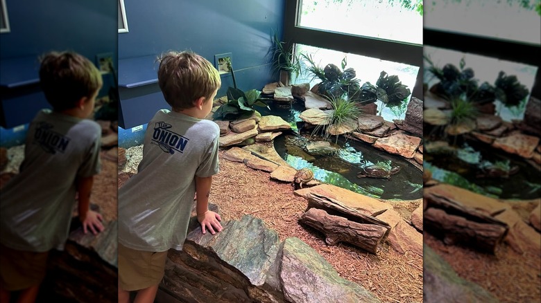 A child looking at turtles at the Lake Erie Nature and Science Center, Bay Village, Ohio