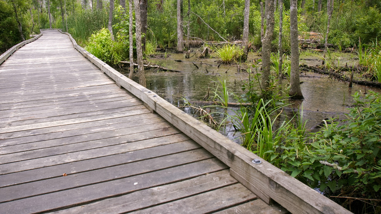 Verdant Goose Creek State Park near Washington, North Carolina