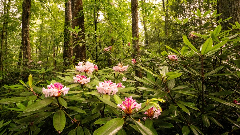 Wild rhododendrons blooming at Audra State Park