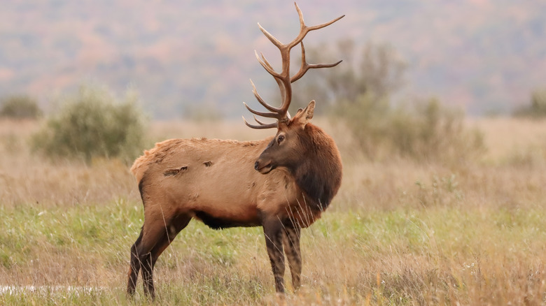 Elk in green field in Benezette, PA.