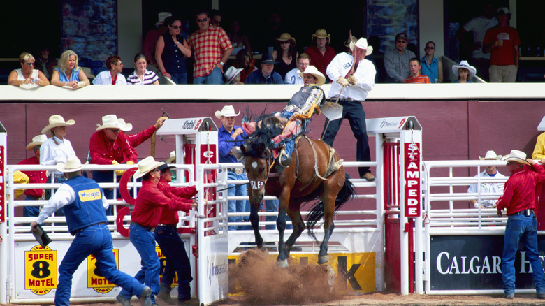 Open gate allowing a saddle bronc rider to leave the rodeo chute