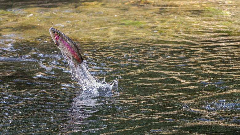 Rainbow trout jumping out of the water