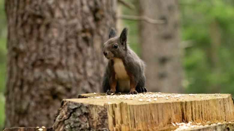 Squirrel is searching for food in a forest in autumn in Arosa, Switzerland