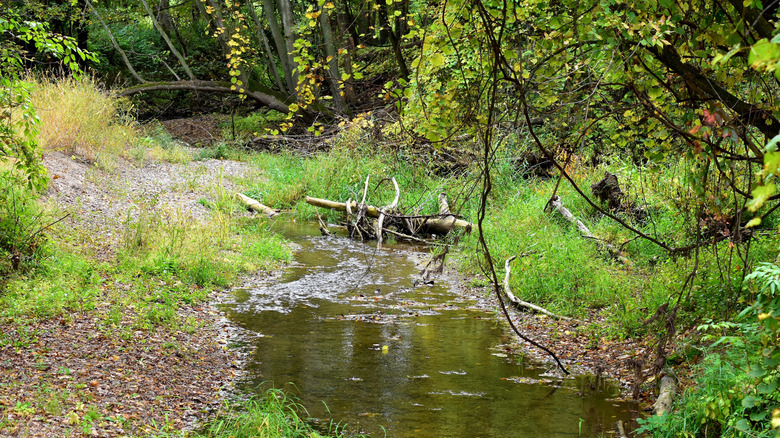 Stream winding through the Seven Mile Creek in Saint Peter, Minnesota