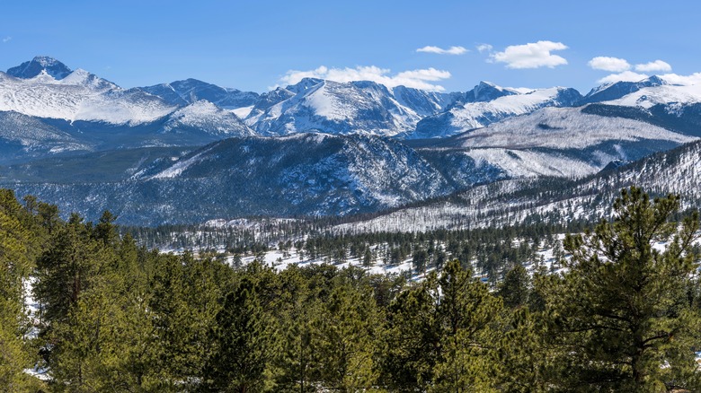 Panoramic view of mountains and tops of evergreen trees in Colorado