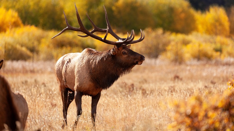 Colorado elk standing in field with autumn colors