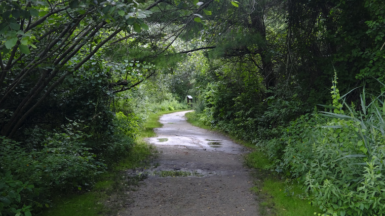 Hiking trail through Benson Park, New Hampshire