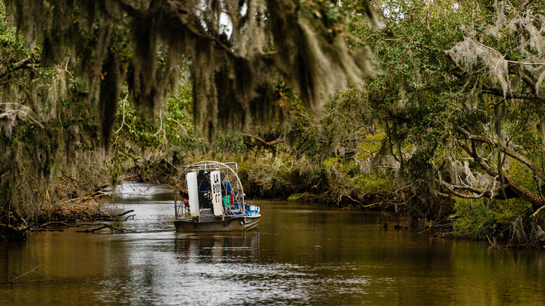 An airboar crusies through a bayou in Louisiana