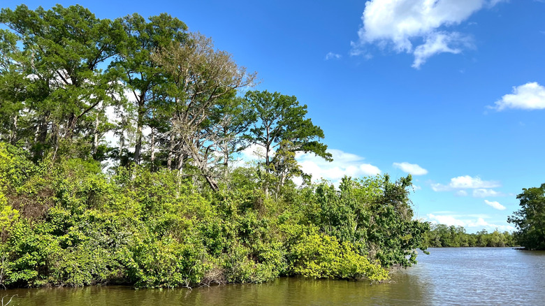 Vegetation overlooking river near Westwego, LA.