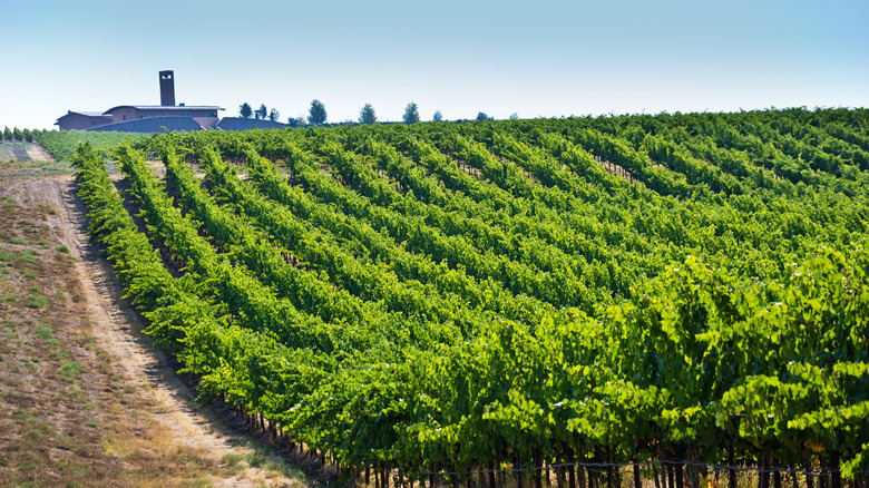 Rows of vines growing on Columbia river valley on sunny day