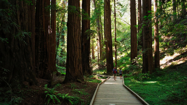 A wooden boardwalk goes between tall coastal redwoods at Muir Woods National Monument, in California