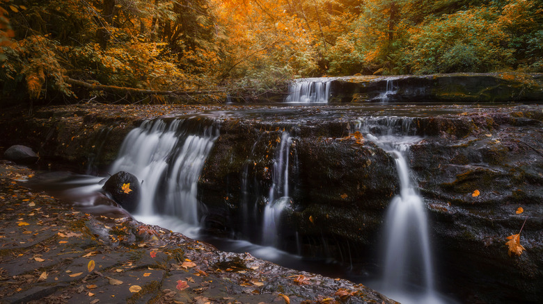 a tiered waterfall surrounded by autumn foliage in Siuslaw National Forest