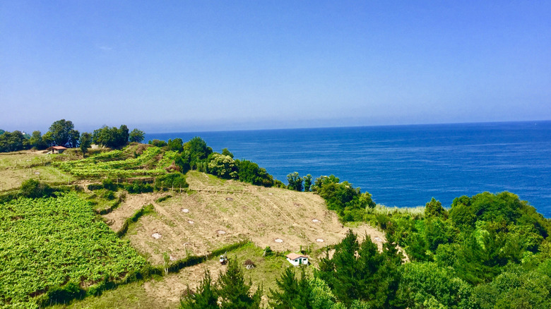 view of vineyards on a hill overlooking the sea in Spain
