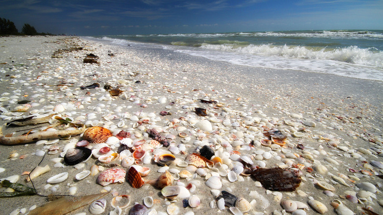 Seashells on Sanibel Island beach