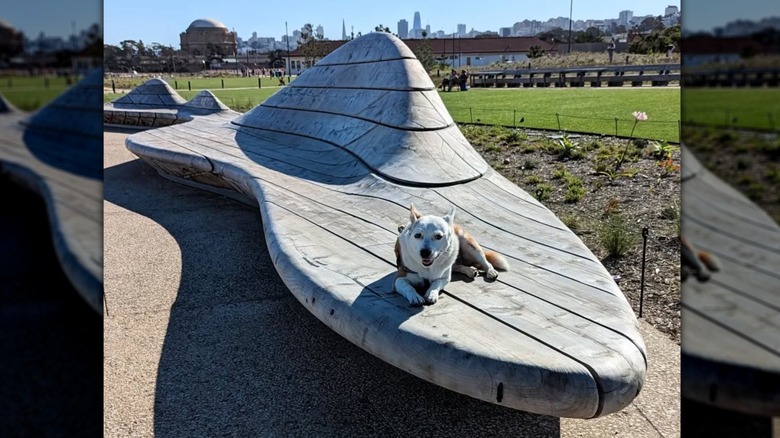 Dog sits on Presidio Tunnel Tops' geometric wooden benches